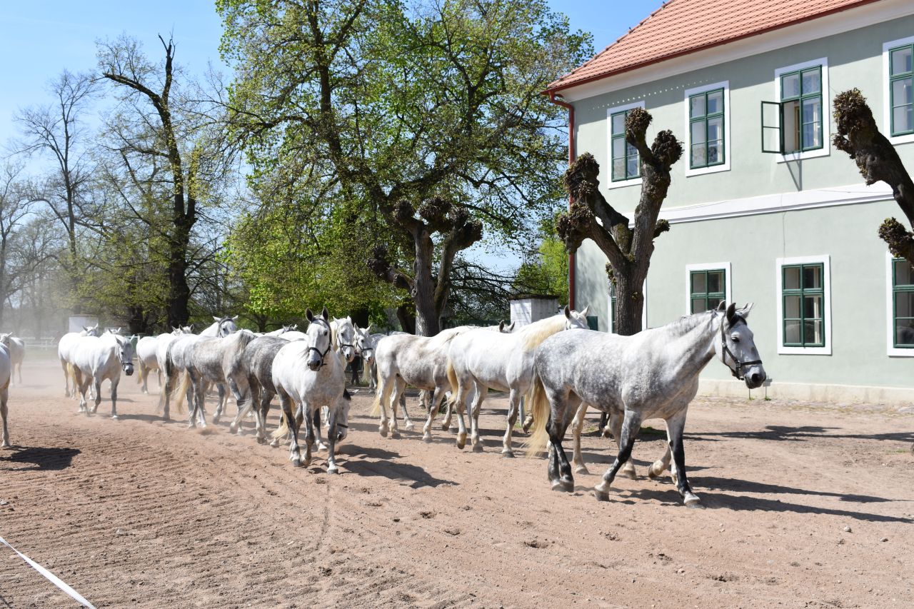 Národní hřebčín Kladruby nad Labem